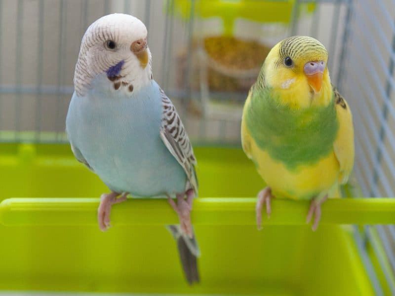 Colored parakeets are the result of the mutation of the Australian parakeet when reproducing. - Imagen 1