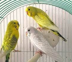 Colored parakeets are the result of the mutation of the Australian parakeet when reproducing. - Imagen 3
