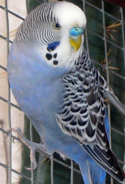 Colored parakeets are the result of the mutation of the Australian parakeet when reproducing. - Imagen 6