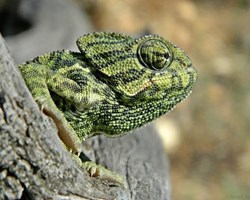 Common chameleon, it is an animal that changes color, it can be gray, green or brown, with or without spots and longitudinal bands on the flanks.