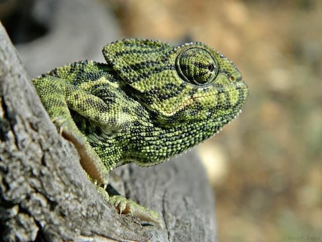 Common chameleon, it is an animal that changes color, it can be gray, green or brown, with or without spots and longitudinal bands on the flanks.