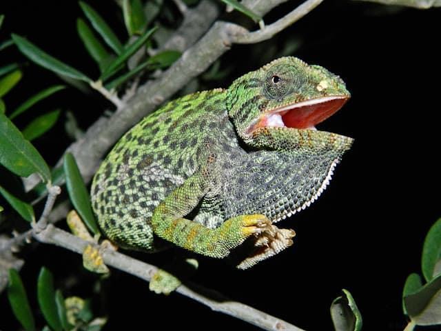 Common chameleon, it is an animal that changes color, it can be gray, green or brown, with or without spots and longitudinal bands on the flanks. - Imagen 3