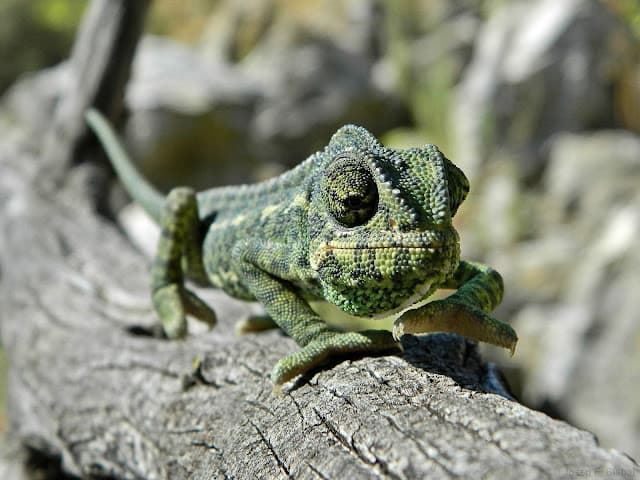 Common chameleon, it is an animal that changes color, it can be gray, green or brown, with or without spots and longitudinal bands on the flanks. - Imagen 6