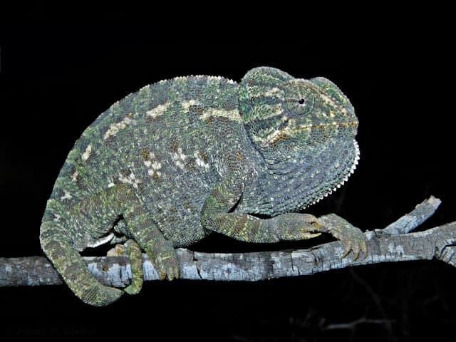 Common chameleon, it is an animal that changes color, it can be gray, green or brown, with or without spots and longitudinal bands on the flanks. - Imagen 7