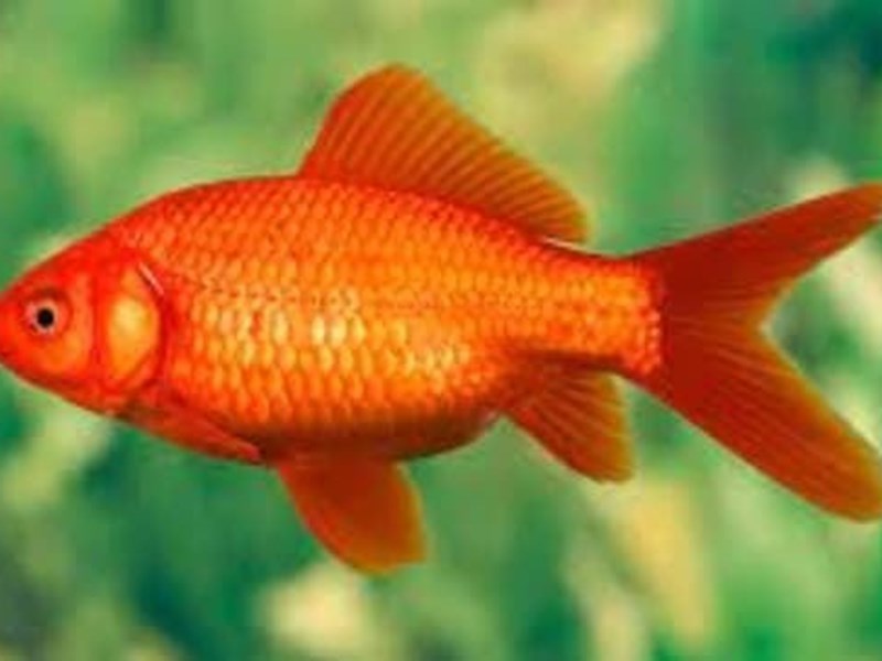 Common goldfish is a popular pet because of its attractive color and how simple its care is, it will allow the animal to live for many years.