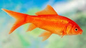Common goldfish is a popular pet because of its attractive color and how simple its care is, it will allow the animal to live for many years. - Imagen 1