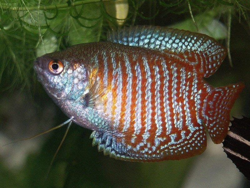 Dwarf gourami or Colisa Lalia, builds a bubble nest on the surface.