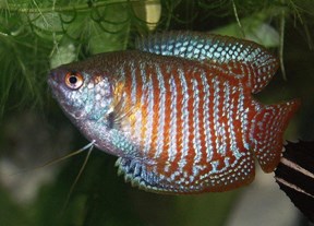 Dwarf gourami or Colisa Lalia, builds a bubble nest on the surface. - Imagen 1