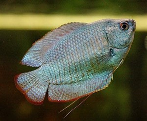 Dwarf gourami or Colisa Lalia, builds a bubble nest on the surface. - Imagen 2