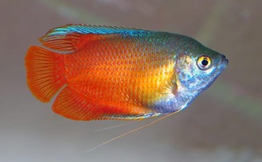 Dwarf gourami or Colisa Lalia, builds a bubble nest on the surface. - Imagen 3