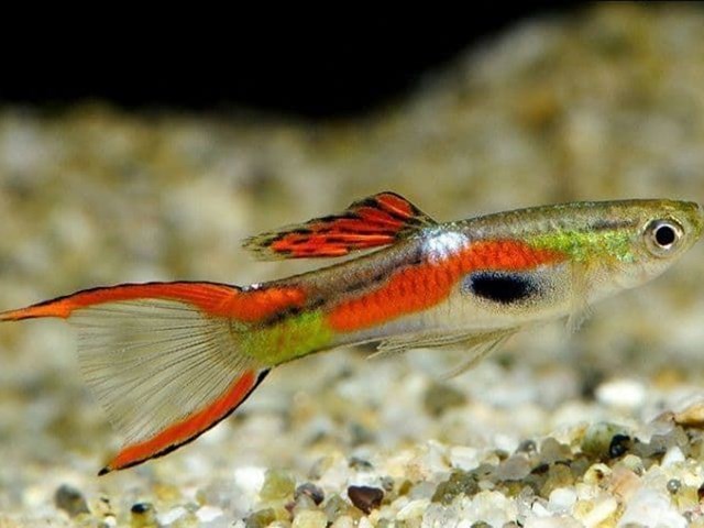 Endler's Guppies are from the same family as mollys or platys.