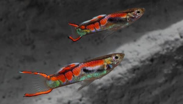 Endler's Guppies are from the same family as mollys or platys. - Imagen 1