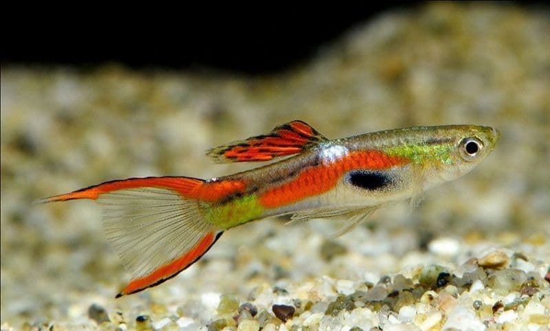 Endler's Guppies are from the same family as mollys or platys. - Imagen 3