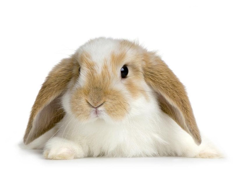 Everything you want to know about Dwarf Rabbits