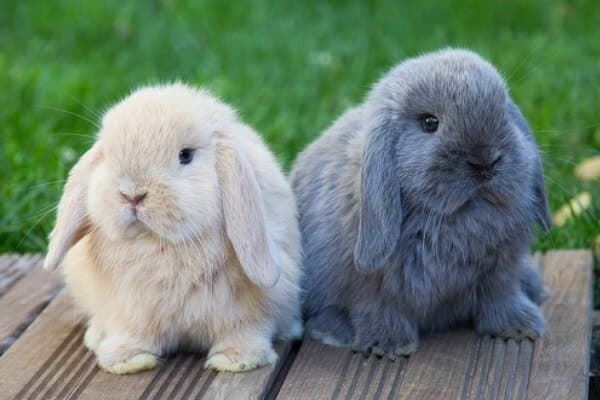 Everything you want to know about Dwarf Rabbits - Imagen 1