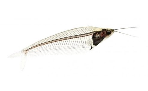 Glass catfish (Kryptopterus bicirrhis). - Imagen 1