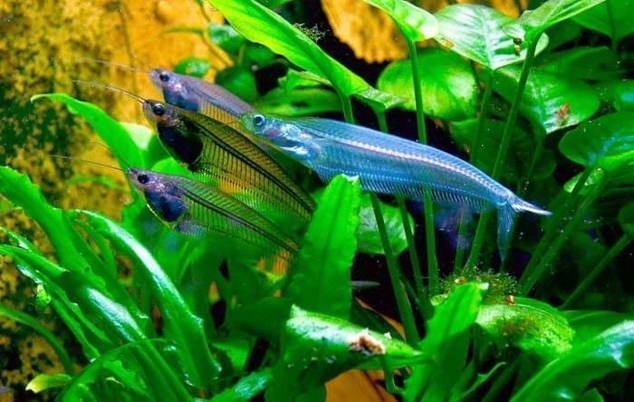 Glass catfish (Kryptopterus bicirrhis). - Imagen 2