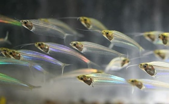 Glass catfish (Kryptopterus bicirrhis). - Imagen 3