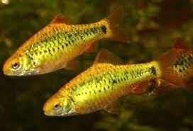 Golden barbel, fish for an Asian biotope aquarium. - Imagen 4