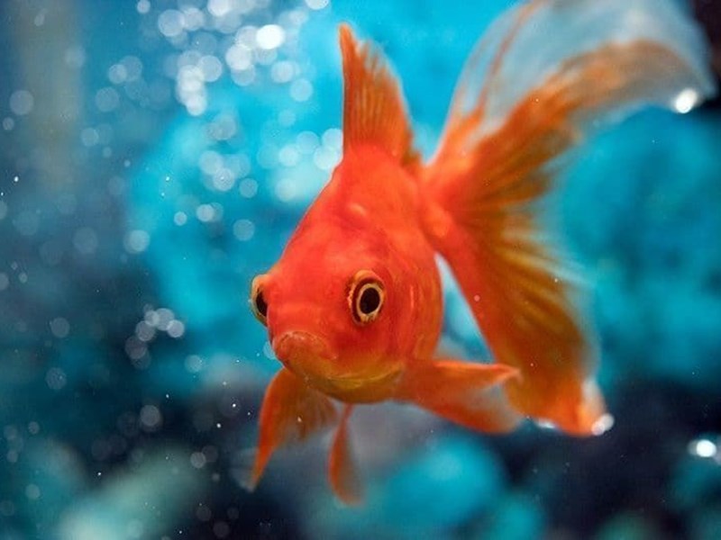 Goldfish, the best known cold water red fish in the world.