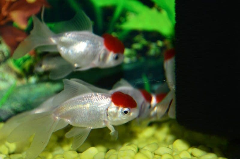 Goldfish, the best known cold water red fish in the world. - Imagen 1