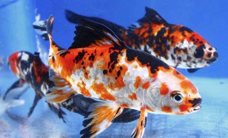 Goldfish, the best known cold water red fish in the world. - Imagen 3