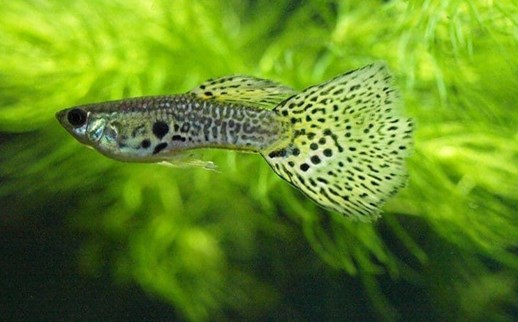 Guppies, the most popular freshwater aquarium fish. - Imagen 4