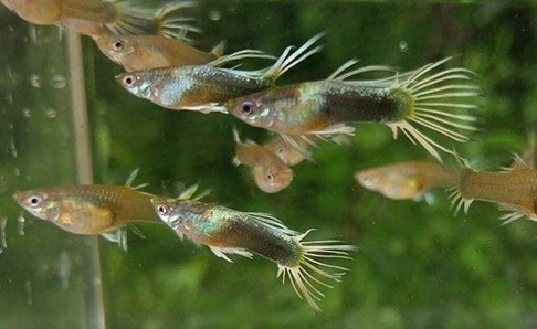 Guppies, the most popular freshwater aquarium fish. - Imagen 5
