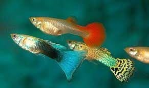 Guppies, the most popular freshwater aquarium fish. - Imagen 6