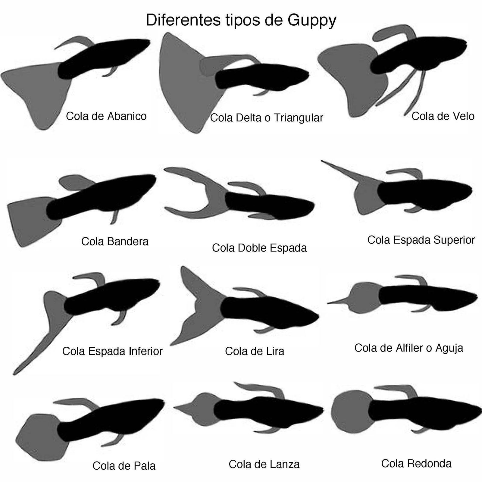 Guppies, the most popular freshwater aquarium fish. - Imagen 2