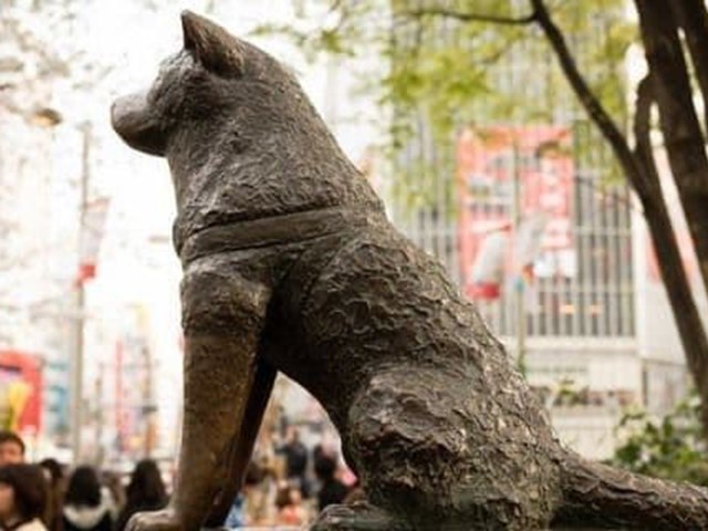 HACHIKO, loyal to the end.