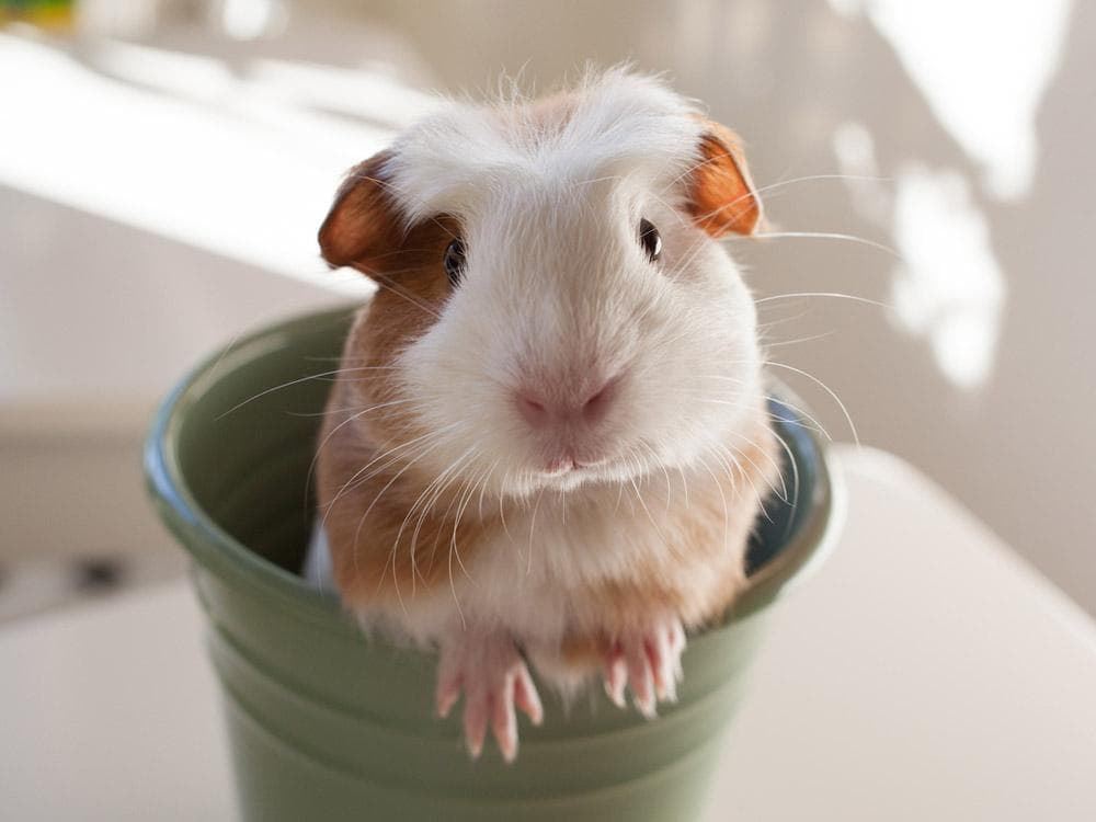 How to take care of your guinea pig. - Imagen 1