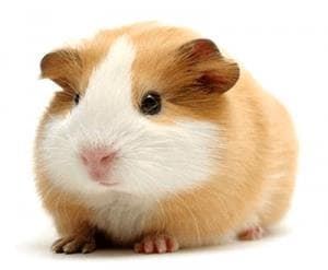 How to take care of your guinea pig. - Imagen 2