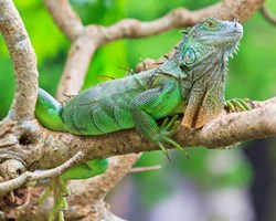 Iguanas: You must take into account their diet, their terrarium, even the temperature of their environment so that they are healthy and happy.