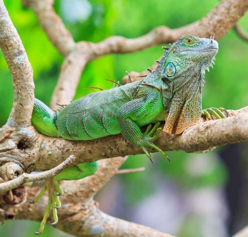 Iguanas: You must take into account their diet, their terrarium, even the temperature of their environment so that they are healthy and happy. - Imagen 1