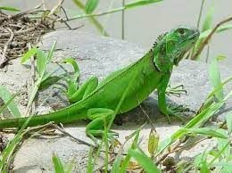 Iguanas: You must take into account their diet, their terrarium, even the temperature of their environment so that they are healthy and happy. - Imagen 3