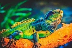 Iguanas: You must take into account their diet, their terrarium, even the temperature of their environment so that they are healthy and happy. - Imagen 4