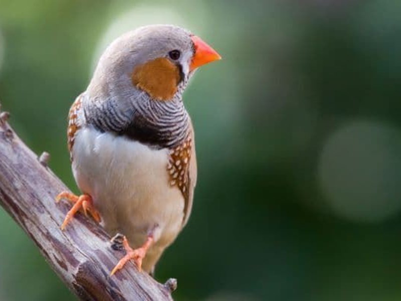 Mandarin Diamond: This bird is very easy to care for and a perfect animal for children.