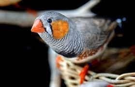 Mandarin Diamond: This bird is very easy to care for and a perfect animal for children. - Imagen 7