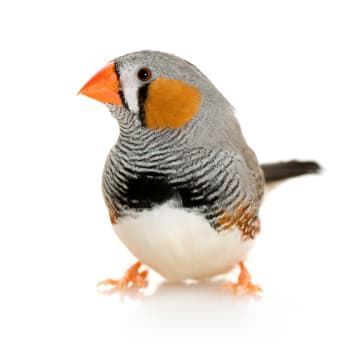 Mandarin Diamond: This bird is very easy to care for and a perfect animal for children. - Imagen 6