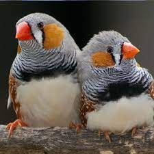 Mandarin Diamond: This bird is very easy to care for and a perfect animal for children. - Imagen 3
