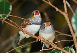 Mandarin Diamond: This bird is very easy to care for and a perfect animal for children. - Imagen 1