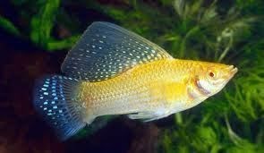 Mollys, perfect fish for the community and beginner aquarium. - Imagen 1