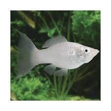 Mollys, perfect fish for the community and beginner aquarium. - Imagen 4