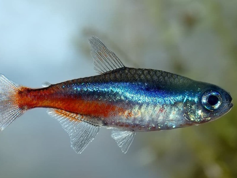 Neon Tetra or Neon Innesi, is a warm and fresh water fish.