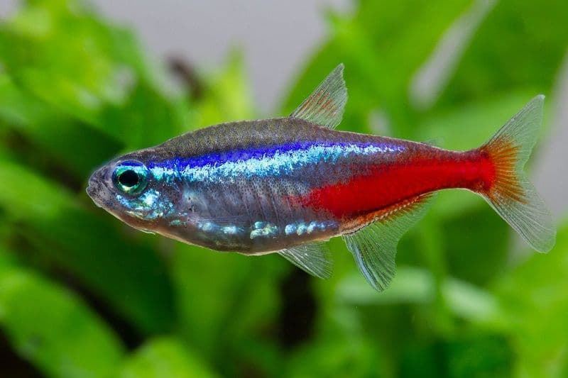 Neon Tetra or Neon Innesi, is a warm and fresh water fish. - Imagen 1