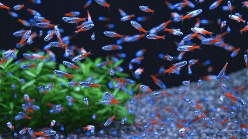 Neon Tetra or Neon Innesi, is a warm and fresh water fish. - Imagen 2