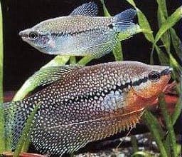 Pearl gourami a fish with an impressive color and an unbeatable character. - Imagen 3