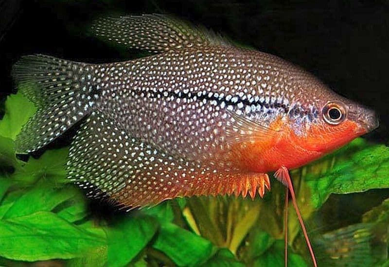 Pearl gourami a fish with an impressive color and an unbeatable character. - Imagen 2