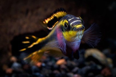 Pelvicachromis pulcher Kribensis or purple cichlid, is one of the most attractively colored cichlids. - Imagen 2